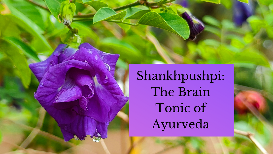 Shankhpushpi: The Brain Tonic of Ayurveda